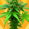 A Little Kushy Auto Regular Cannabis Seeds A Little Kushy Auto Regular Cannabis Seeds