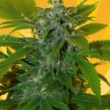 Blue Angel Regular Cannabis Seeds