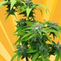 Stilton Breath Feminised Cannabis Seeds Stilton Breath Feminised Cannabis Seeds