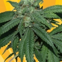 Hash Lover Regular Cannabis Seeds Hash Lover Regular Cannabis Seeds