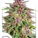 Frisian Dew Feminised Cannabis Seeds | Dutch Passion Frisian Dew Feminised Cannabis Seeds | Dutch Passion