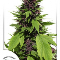 Frisian Duck Feminised Cannabis Seeds | Dutch Passion 