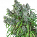 Frosty Friday - Super Sativa Seed Club Frosty Friday - Super Sativa Seed Club