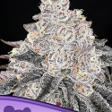 Frozen Black Cherry Feminised Cannabis Seeds - Anesia Seeds Frozen Black Cherry Feminised Cannabis Seeds - Anesia Seeds