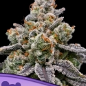 Frozen Face Auto Feminised Cannabis Seeds - Anesia Seeds Frozen Face Auto Feminised Cannabis Seeds - Anesia Seeds