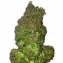 Fruit Punch Auto Feminised Cannabis Seeds | Heavyweight Seeds Fruit Punch Auto Feminised Cannabis Seeds | Heavyweight Seeds