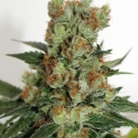 Fuel OG Feminised Cannabis Seeds
