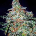 Cheese Auto Feminised Cannabis Seeds | Expert Seeds