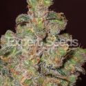 Cheese Feminised Cannabis Seeds | Expert Seeds