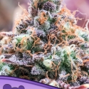 Future Island Feminised Cannabis Seeds - Anesia Seeds Future Island Feminised Cannabis Seeds - Anesia Seeds