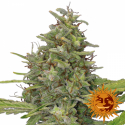 G13 Haze Feminised Cannabis Seeds | Barney's Farm 