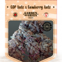 GDP Auto x Gumberry Auto Feminised Cannabis Seeds | Garden of Green