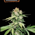 GG4 Auto Feminised Cannabis Seeds | Seed Stockers
