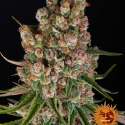 GMO Auto Feminised Cannabis Seeds | Barney's Farm GMO Auto Feminised Cannabis Seeds | Barney's Farm