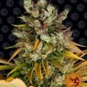 GMO Feminised Cannabis Seeds | Barney's Farm GMO Feminised Cannabis Seeds | Barney's Farm