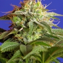 Green Poison Feminised Cannabis Seeds | Sweet Seeds Green Poison Feminised Cannabis Seeds | Sweet Seeds