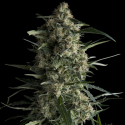 Galaxy CBD Feminised Cannabis Seeds | Pyramid Seeds Galaxy CBD Feminised Cannabis Seeds | Pyramid Seeds