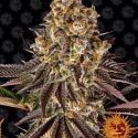 Gelato 45 Feminised Cannabis Seeds | Barney's Farm.