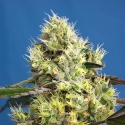 Gelato Auto Feminised Cannabis Seeds | Sweet Seeds.