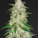 Gelato Auto Feminised Cannabis Seeds | Fast Buds Gelato Auto Feminised Cannabis Seeds | Fast Buds