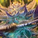 Girl Scout Cookies Auto Feminised Cannabis Seeds | Garden of Green Girl Scout Cookies Auto Feminised Cannabis Seeds | Garden of Green