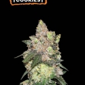 Girl Scout Cookies Auto Feminised Cannabis Seeds | Seed Stockers.