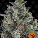 Glookies Feminised Cannabis Seeds | Barney's Farm 