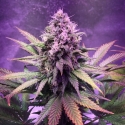 Glue Dream Feminised Cannabis Seeds | Top Shelf Elite