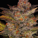 Glueberry Feminised Cannabis Seeds | Expert Seeds