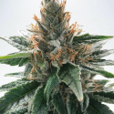 God's Glue Feminised Cannabis Seeds | Ministry of Cannabis God's Glue Feminised Cannabis Seeds | Ministry of Cannabis