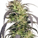 Gold Rush Outdoor Feminised Cannabis Seeds | Spliff Seeds Gold Rush Outdoor Feminised Cannabis Seeds | Spliff Seeds