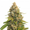 Golden Lemon Haze Feminised  Cannabis Seeds | Seed Stockers
