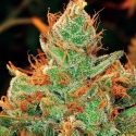 Gorilla Lilly Feminised Cannabis Seeds | Expert Seeds Gorilla Lilly Feminised Cannabis Seeds | Expert Seeds