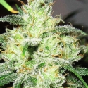 Gorilla Cheese Feminised Cannabis Seeds | Expert Seeds