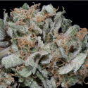 Gorilla Cookies Feminised Cannabis Seeds | Big Head Seeds