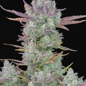 Gorilla Cookies FF Feminised Cannabis Seeds - Fast Buds.