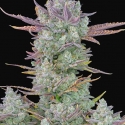 Gorilla Cookies Auto Feminised Cannabis Seeds - Fast Buds.