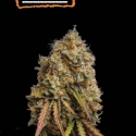 Gorilla Cookies Auto Feminised Cannabis Seeds | Seed Stockers Gorilla Cookies Auto Feminised Cannabis Seeds | Seed Stockers