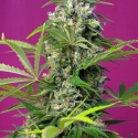 Gorilla Girl XL Auto Feminised Cannabis Seeds | Sweet Seeds.