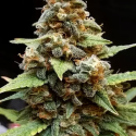 Gorilla Lemon Fire Feminised Cannabis Seeds | Cream Of The Crop Gorilla Lemon Fire Feminised Cannabis Seeds | Cream Of The Crop