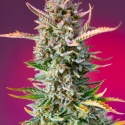 Gorilla Sherbet F1 Fast Version Feminised Cannabis Seeds | Sweet Seeds.