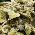 Gorilla White Widow Feminised Cannabis Seeds | Expert Seeds