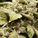 Gorilla Ice Cream Feminised Cannabis Seeds | Expert Seeds Gorilla Ice Cream Feminised Cannabis Seeds | Expert Seeds