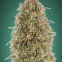 Gorilla Blue Feminised Cannabis Seeds | Advanced Seeds Gorilla Blue Feminised Cannabis Seeds | Advanced Seeds