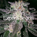 Gorilla Cookies Feminised Cannabis Seeds | Expert Seeds Gorilla Cookies Feminised Cannabis Seeds | Expert Seeds