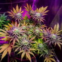 Gorillagasm Feminised Cannabis Seeds | Top Shelf Elite