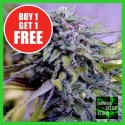 Granddaddy Purple Feminised Cannabis Seeds - Cannabis Seeds Store