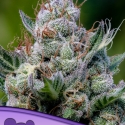 Green Apple Juice Auto Feminised Cannabis Seeds - Anesia Seeds Green Apple Juice Auto Feminised Cannabis Seeds - Anesia Seeds