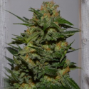 Green Crack Feminised Cannabis Seeds | Garden of Green Green Crack Feminised Cannabis Seeds | Garden of Green
