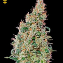 Green-O-Matic Feminised Cannabis Seeds | Green House Seeds.